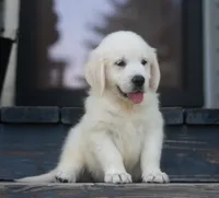 Mr Orange Ready Now, a female Golden Retriever for sale in Janesville, WI – 1 of 1