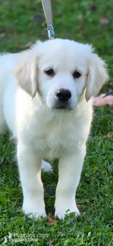 English Male – Golden Retriever puppy for sale in Janesville, WI