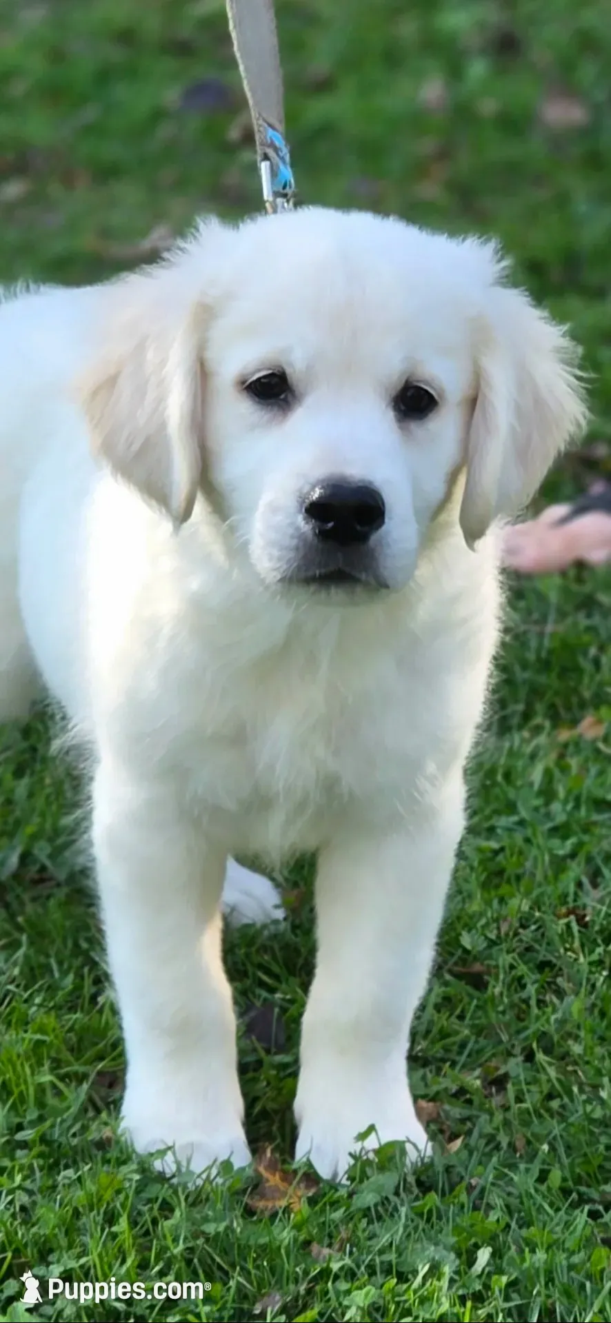 English Male, a male Golden Retriever for sale in Janesville, WI – 1 of 3