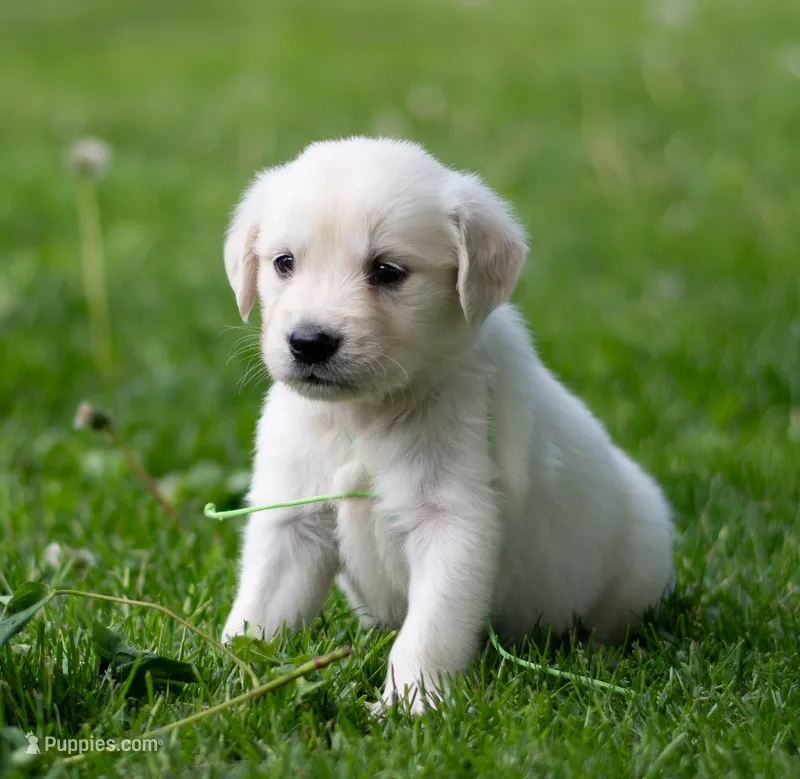 Duke (Pending) – English Cream Golden Retriever puppy for sale in Janesville, WI