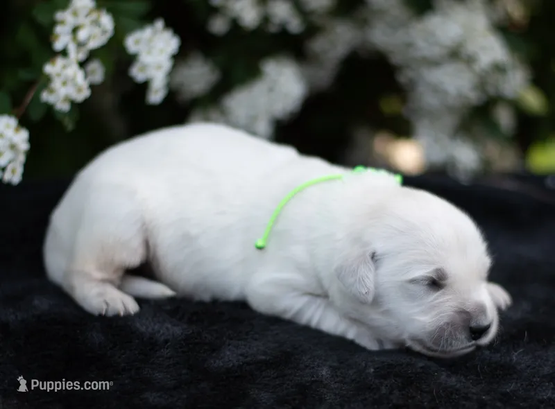 Mr Green  – English Cream Golden Retriever puppy for sale in Janesville, WI