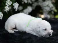 Mr Green , a male English Cream Golden Retriever for sale in Janesville, WI – 1 of 5