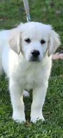 Duke , a male English Cream Golden Retriever for sale in Janesville, WI – 2 of 3