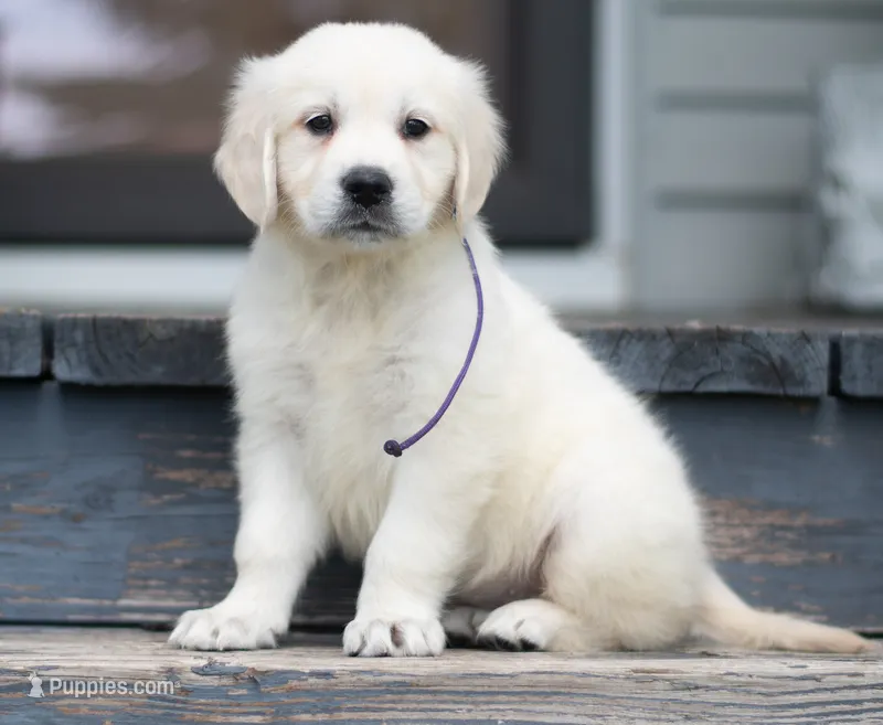 Ms Purple – English Cream Golden Retriever puppy for sale in Janesville, WI