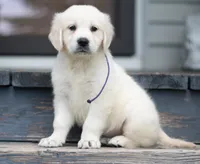 Ms Purple, a female English Cream Golden Retriever for sale in Janesville, WI – 1 of 2