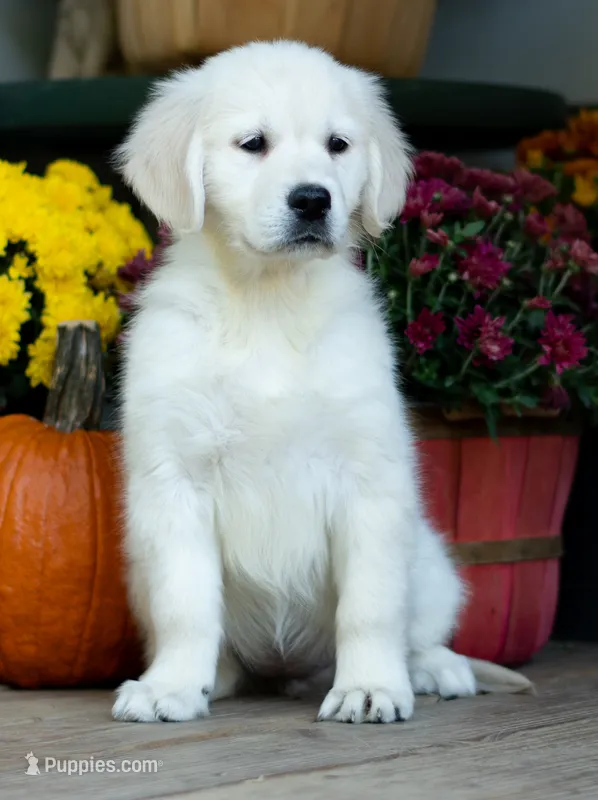 Carrie – English Cream Golden Retriever puppy for sale in Janesville, WI