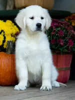 Carrie, a female English Cream Golden Retriever for sale in Janesville, WI – 1 of 1