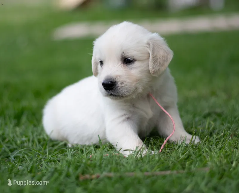 Wyatt – English Cream Golden Retriever puppy for sale in Janesville, WI