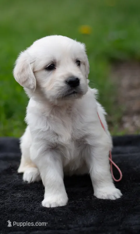 Ms Peach – Golden Retriever puppy for sale in Janesville, WI