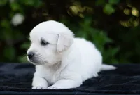 Duke (Pending), a male English Cream Golden Retriever for sale in Janesville, WI – 2 of 4
