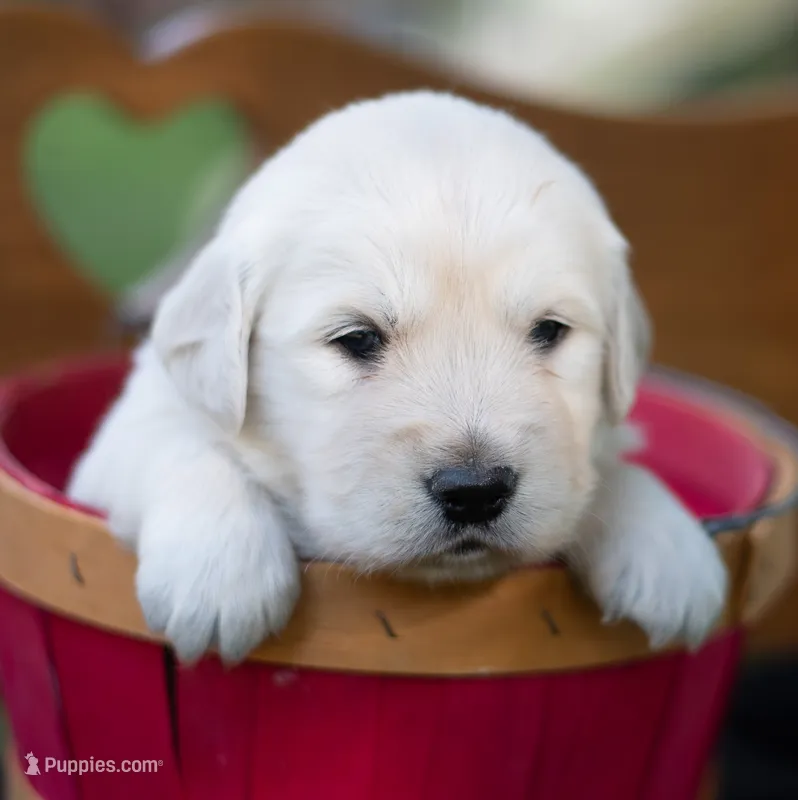 Big Boy #2 – Golden Retriever puppy for sale in Janesville, WI