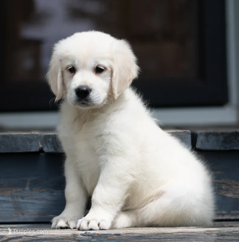 Ms Purple – Golden Retriever puppy for sale in Janesville, WI