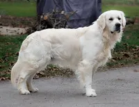 Ready July, a  English Cream Golden Retriever for sale in Janesville, WI – Photo 7 of 9