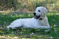 Ready July, a  English Cream Golden Retriever for sale in Janesville, WI – Photo 4 of 9