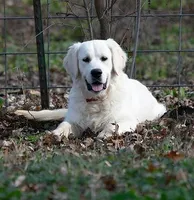 Ready July, a  English Cream Golden Retriever for sale in Janesville, WI – Photo 8 of 9