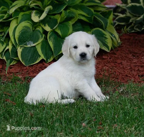 Ready July – English Cream Golden Retriever puppy for sale in Janesville, WI