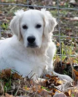 Ready July, a  English Cream Golden Retriever for sale in Janesville, WI – Photo 5 of 9
