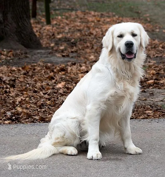 Ready July – English Cream Golden Retriever puppy for sale in Janesville, WI