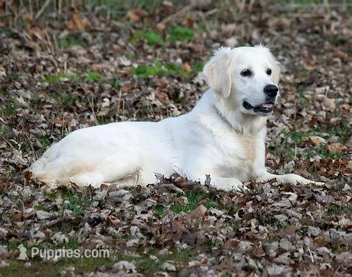 Ready July – English Cream Golden Retriever puppy for sale in Janesville, WI