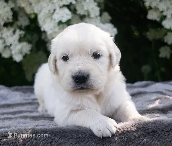 Ready 4th. of July weekend – English Cream Golden Retriever puppy for sale in Janesville, WI