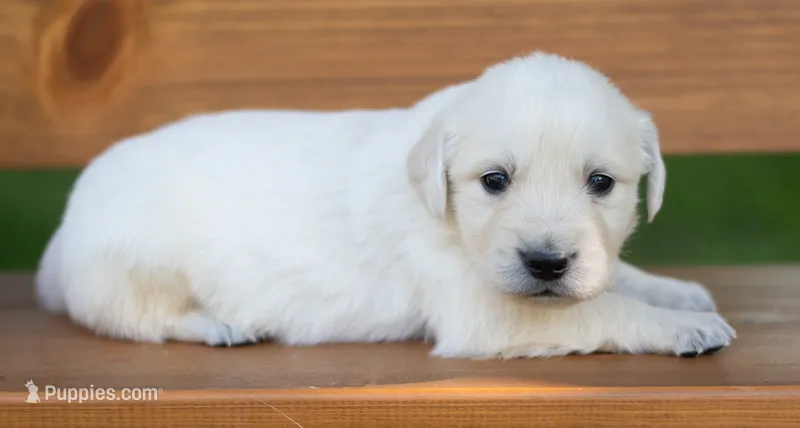 Male #1  – Golden Retriever puppy for sale in Janesville, WI