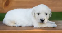 Male #1 , a male Golden Retriever for sale in Janesville, WI – 1 of 3