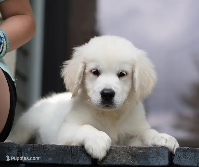 Mr Orange Ready Now – Golden Retriever puppy for sale in Janesville, WI