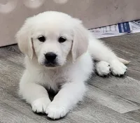 Shadow, a male Golden Retriever for sale in Janesville, WI – 1 of 1