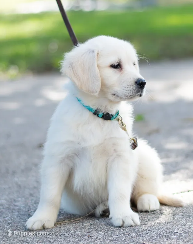Ms. Teal (Read Now!) – Golden Retriever puppy for sale in Janesville, WI
