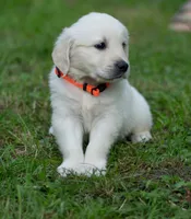 Mr Orange - Ready 9/18, a male Golden Retriever for sale in Janesville, WI – 2 of 7