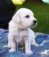 Male 6th Pick, a male Golden Retriever for sale in Janesville, WI – 1 of 3