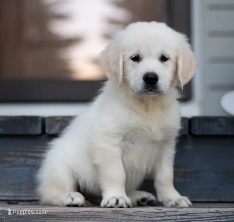 Thor Jr – Golden Retriever puppy for sale in Janesville, WI