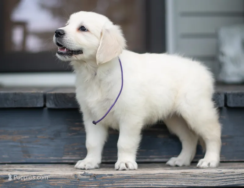 Ms Purple – Golden Retriever puppy for sale in Janesville, WI