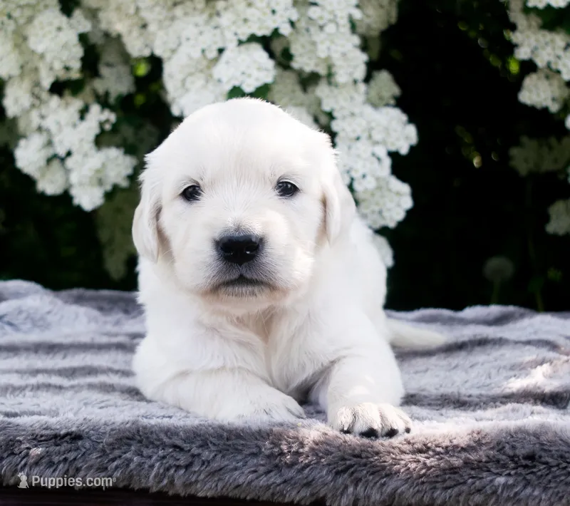 Female #5 – English Cream Golden Retriever puppy for sale in Janesville, WI