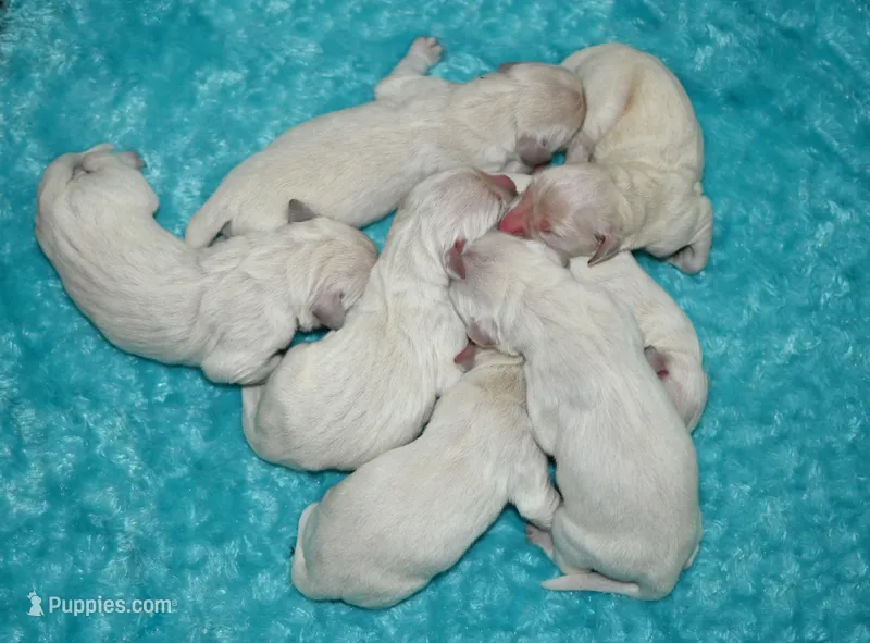 English Male #2 – Golden Retriever puppy for sale in Janesville, WI