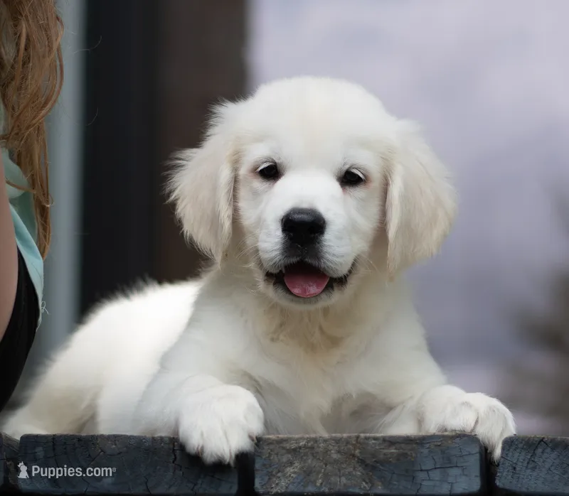 Mr. Orange Ready Now! – English Cream Golden Retriever puppy for sale in Janesville, WI