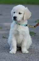 Ms. Blue (Ready Now!), a female English Cream Golden Retriever for sale in Janesville, WI – 2 of 2