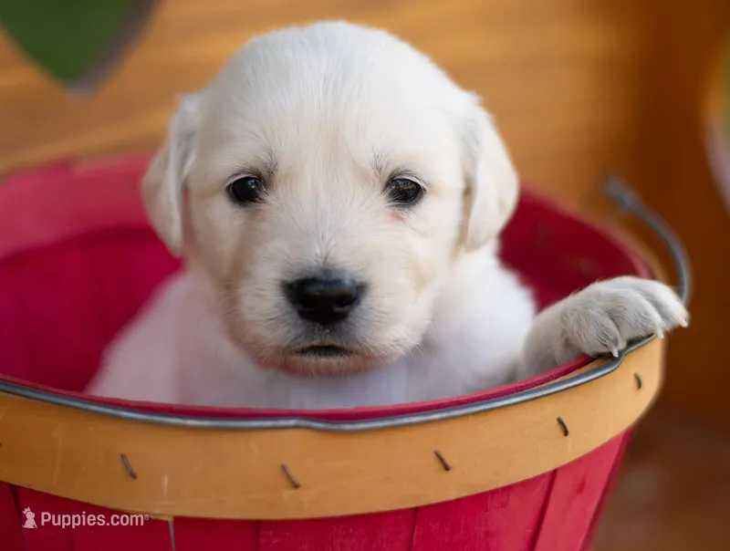 Lani  – English Cream Golden Retriever puppy for sale in Janesville, WI