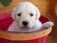 Lani , a female English Cream Golden Retriever for sale in Janesville, WI – 1 of 3