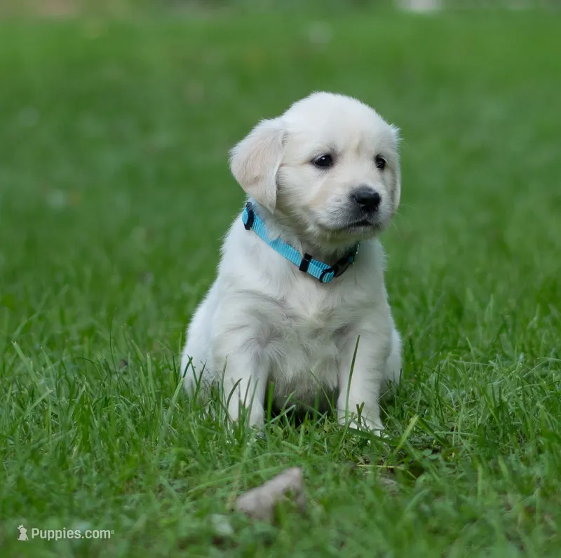 Ms Baby - Ready 9/18 – English Cream Golden Retriever puppy for sale in Janesville, WI