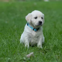 Ms Baby - Ready 9/18, a female English Cream Golden Retriever for sale in Janesville, WI – 1 of 8