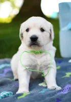 Male #5, a male English Cream Golden Retriever for sale in Janesville, WI – 1 of 3