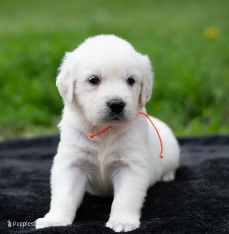 Mr Orange – Golden Retriever puppy for sale in Janesville, WI