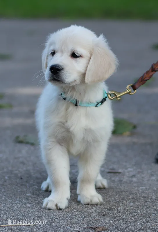 Ms. Blue (Ready Now!) – Golden Retriever puppy for sale in Janesville, WI
