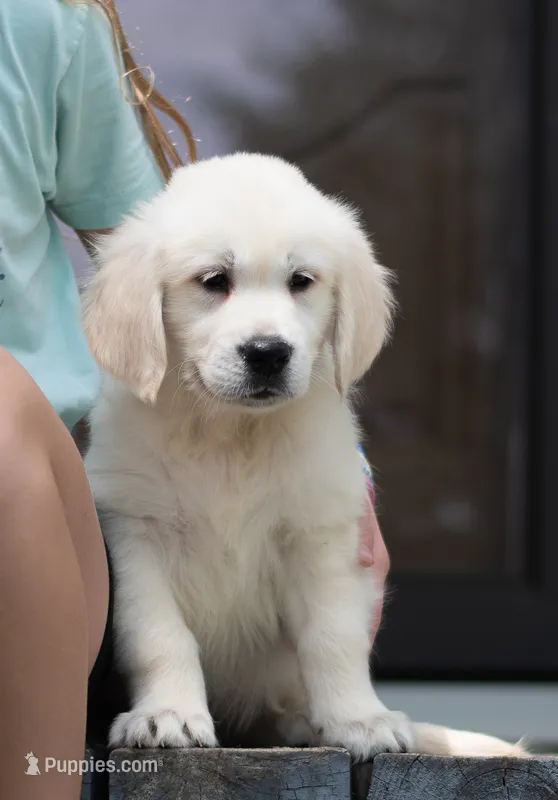 Wyatt – Golden Retriever puppy for sale in Janesville, WI