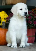 Carrie, a female Golden Retriever for sale in Janesville, WI – 1 of 1