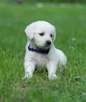 Ms Purple - Ready 9/18, a female English Cream Golden Retriever for sale in Janesville, WI – 2 of 9