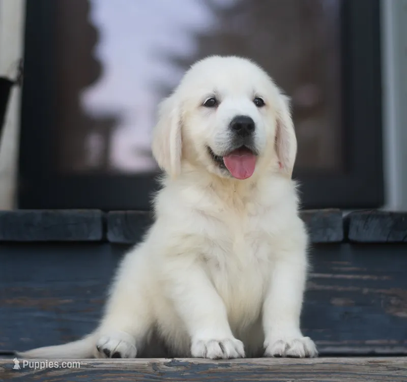 English Male (Ready Now) – English Cream Golden Retriever puppy for sale in Janesville, WI