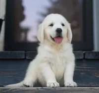 English Male (Ready Now), a male English Cream Golden Retriever for sale in Janesville, WI – 1 of 2