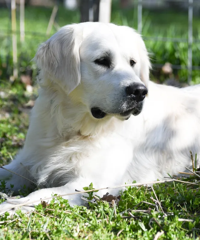 3rd Pick Male – Golden Retriever puppy for sale in Janesville, WI